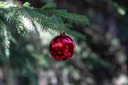 red Christmas balls with reflection decorate the green branches of the Christmas tree. Winter holidays. Xmas theme with space for textの写真素材