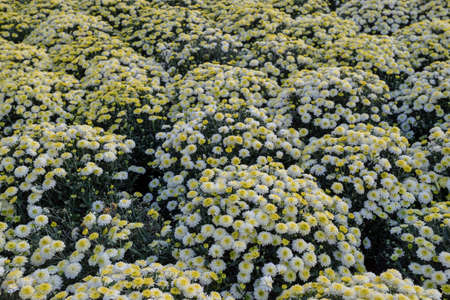 Autumn background with copy space. Many chrysanthemums blooming in September, October, November. Autumn card, poster or banner.の写真素材