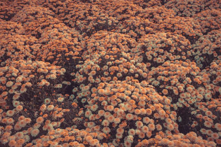 Autumn background with copy space. Many chrysanthemums blooming in September, October, November. Autumn card, poster or banner.の写真素材