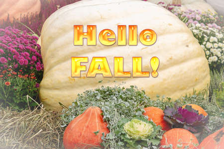 Hello Fall greeting card with colorful pumpkins. Autumn harvest, Halloween or Thanksgiving concept....