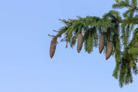 Xmas fir tree branches forest nature landscape. Christmas background holiday symbol evergreen tree with needles. Selective focusの写真素材
