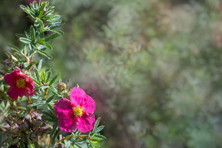 Border of pink flower in garden with blurry background and soft sunlight for horizontal floral poster. Close up flowers blooming on softness style in spring summer under sunriseの写真素材