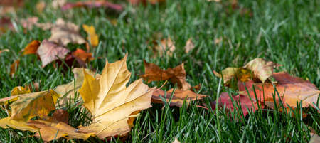 Yellow autumn maple leaves on a green lawn, close-up, selective focus. Color of fall. Texture and...