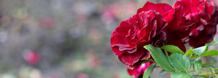 Large, hot red roses in the garden, close-up, selective focus. Floral background with copy space for...