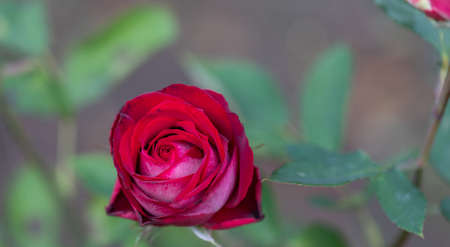 Large, hot red rose in the garden, close-up, selective focus. Floral background with copy space for...