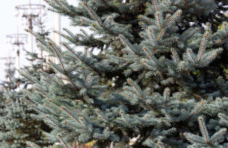 Close-up of blue spruce branches for the background. winter holidays concept. Selective focus