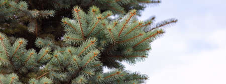 Blue spruce tree close-up. winter background. Selective focus