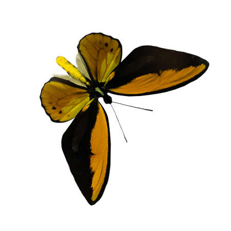 Orange and black butterfly isolated on white background with outstretched wings. A type of flying insects that personify summer and the beauty of nature.の写真素材