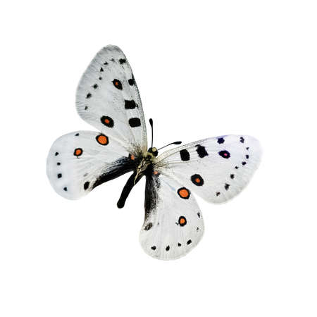 White butterfly with black and orange dots isolated on a white background with outstretched wings. A...