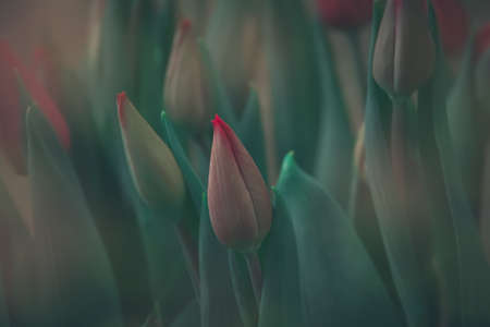 Tulip buds on dark green leaves background. Can be used for backdrop, greeting card, screensaver, posterの写真素材