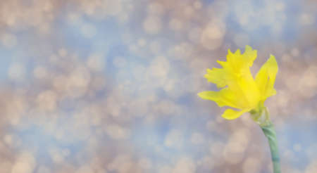 Spring abstract background of soft pastel pink and blue colors with blurred silhouette of yellow daffodil. Colorful background for background, greeting card, splash, posterの写真素材