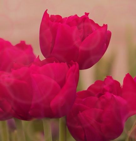 Buds of bright fuchsia tulips, close-up, selective focus. Can be used for background, greeting card, screensaver, poster.の写真素材