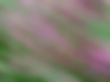 Abstract blurred background with dominant pink color tone with glare greenの写真素材