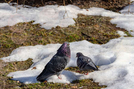 Pigeon and dove on the background of spring melting snow. Free copy space for your text.