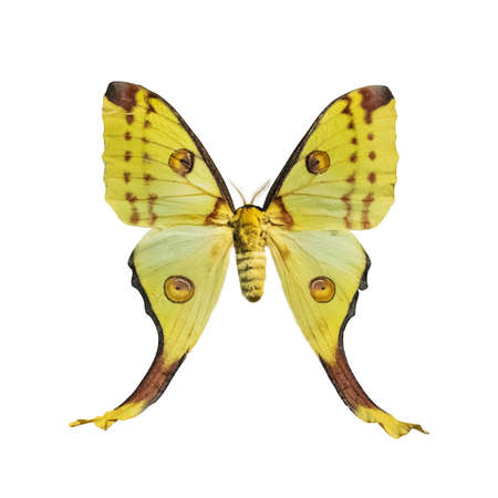 Butterfly of yellow color with black edging, isolate on white background with outstretched wings. A...
