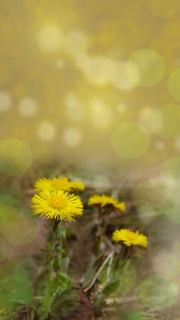 Early spring flowers coltsfoot. Yellow medical flower on blurred background with bokeh.の写真素材