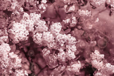 Many small white flowers on bushes in the summer garden. Thunberg Spirea in sunny spring day....