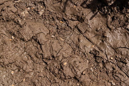 The structure of wet cracked clay earth, can be used as a natural background