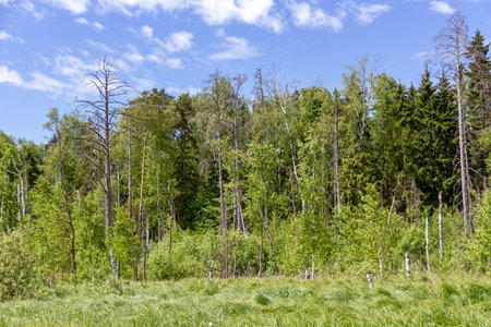 A toned image of a mixed forest. A forest of pine, spruce, oak and birch against a summer blue sky....