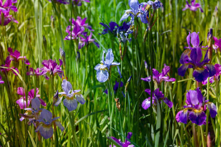 Floral background of irises of different colors in the gardenの写真素材
