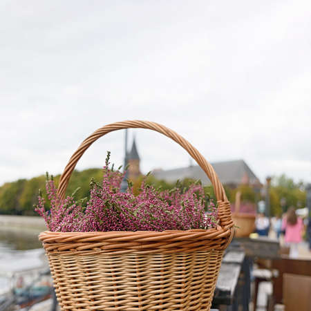 Heather flowers in a wicker basket. Erica Heather bright pink. Harvest and autumn festival, flower composition. Copy space.の写真素材