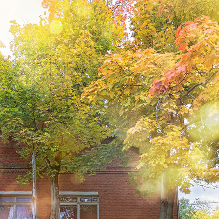 Beautiful colorful green, orange, yellow and brown leaves on the tree on the beginning of autumn...