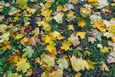 A carpet of yellow and orange maple leaves in an autumn park. Beautiful autumn nature background. Leaves fall time.の写真素材