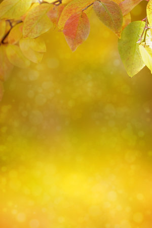 Autumn season bokeh background. Vibrant and Vivid color nature.