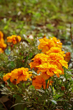 Closeup of beautiful Orange Color Marigold flower, Tagetes erecta, Mexican, Aztec or African...