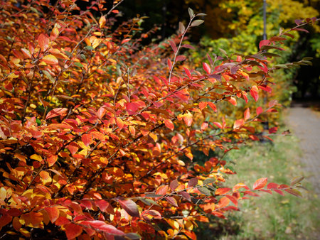 Autumn season bokeh background. Vibrant and Vivid color nature.