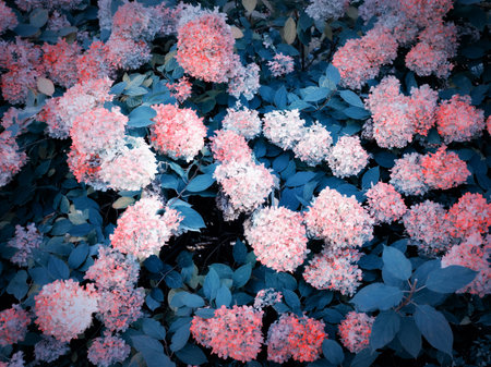 Frame of pink hydrangea, many colors solid background, view from above. Wedding background. Valentine background with copy space.の写真素材