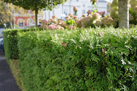 Green hedge in a city park on a sunny day. Trimmed lush bushes. Perspective, selective focus,...