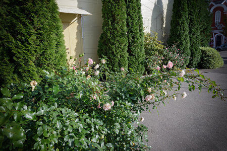 Rose bushes in front of the house. Element of landscape design. A combination of green pyramidal thuja and cute pink climbing roses.の写真素材