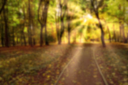 Blurred colorful autumn background. Defocused natural yellow tree background with sun beams.