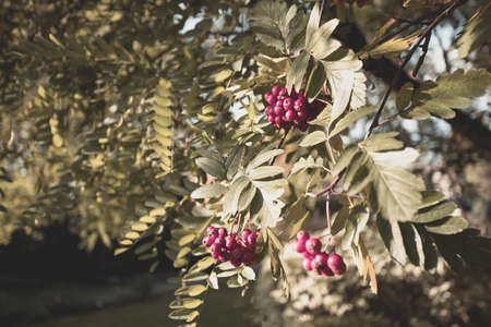 Autumn natural background with yellow and leaves and red berries in sunlight. Banner colorful leaves...
