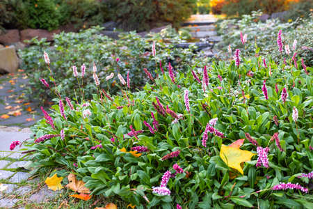 Autumn late flowers against the backdrop of the landscape.