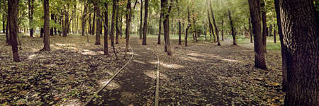 A path covered with fallen autumn leaves in a city park. The sun's rays make their way through the foliage. Autumn natural scene.の写真素材