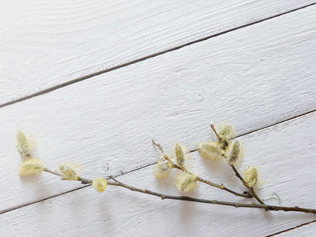 Pussy willow branches on white wooden background. Willow twigs in early spring. Flat lay, top view...