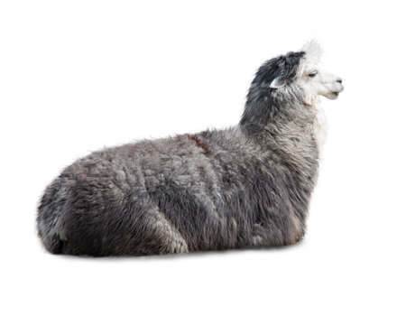 Adult llama exterior isolated on white background. An alpaca with thick long beige hair is resting.の写真素材