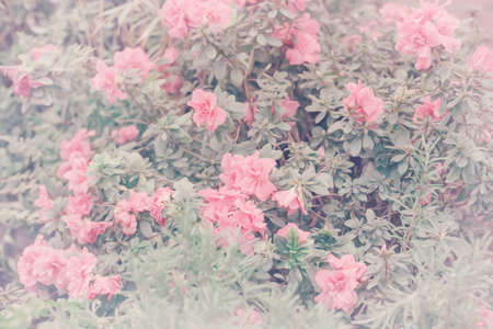 Romantic pink azalea flowers or rhododendron blossom in spring background. Great for wallpaper,...