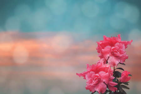 Romantic pink azalea flowers or rhododendron blossom in spring background. Great for wallpaper, wedding or valentine's day card, invitation.の写真素材