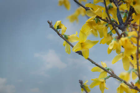 Golden Bell, Border Forsythia blooming in spring garden bush