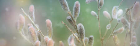 Soft Spring nature background with pussy willow branch. Blossoming fresh Willow branch macro in...