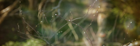 spring background thin spring twigs with young fresh tree buds , spring mood