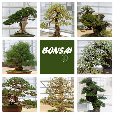 Set of green bonsai trees. Collection of bonsai tree. Set of bonsai of different shapes in flower potsの写真素材