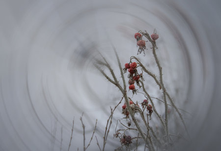 Dry winter red berries on a prickly branch. Plants in nature. Thorny branches. The red berries of rose hips.の写真素材