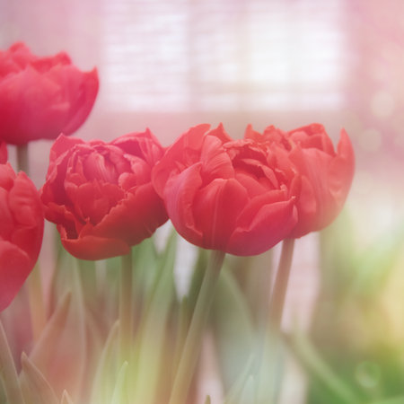 Floral background with red tulips. Tulip buds close up. red flowers. Soft selective focus blur.の写真素材