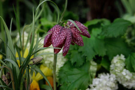 Snake's head fritillary. Fritillaria meleagris. Close up macro photo, selective focus. Ideal for greeting festive postcard.の写真素材