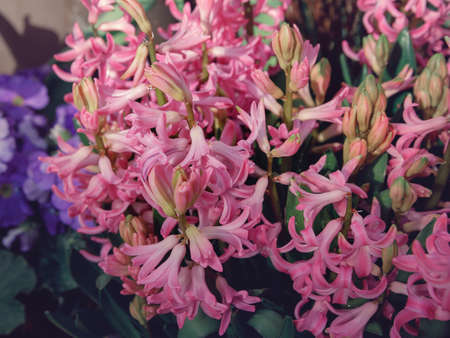 Close up view of hyacinth forming a background of pretty pink flowers. happy easter card backgroundの写真素材