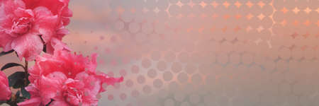 Romantic pink azalea flowers or rhododendron blossom in spring background. Great for wallpaper, wedding or valentine's day card, invitation.の写真素材